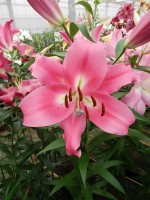 [4161 Labrador Mak No02.JPG]